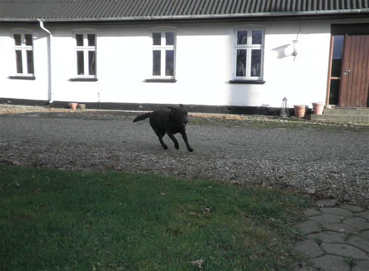 Labrador retriever Østrupgaards Siska - nu kooommmmer jeg!! uuh her er glat! billede 18