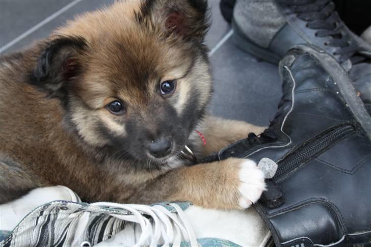 Islandsk fårehund Ronja - lilleRonja første dag i sit nye hjem<3 billede 1