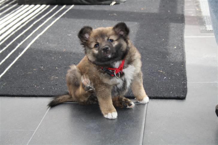 Islandsk fårehund Ronja - min lille Roja er lige blevet færdig med at udforske det første rum<3 billede 2