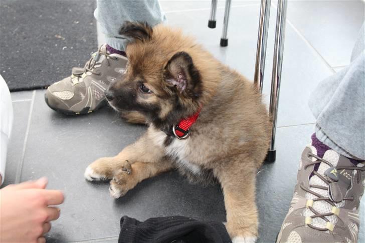 Islandsk fårehund Ronja billede 3
