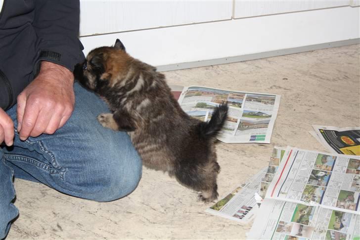 Islandsk fårehund Ronja - Ronja nogle uger inden vi skulle hente hende billede 4