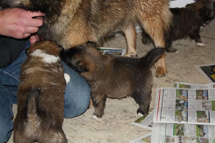 Islandsk fårehund Ronja - ronja med sin mor og hendes bror  billede 5