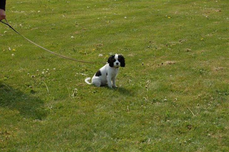 Cavalier king charles spaniel Naya billede 12