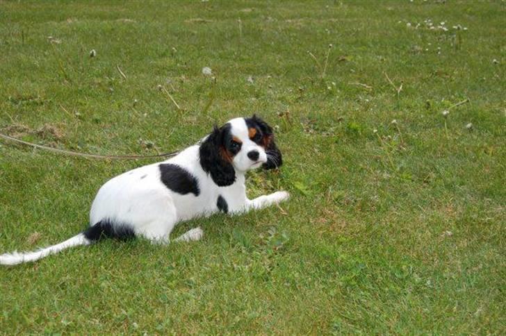 Cavalier king charles spaniel Naya billede 13