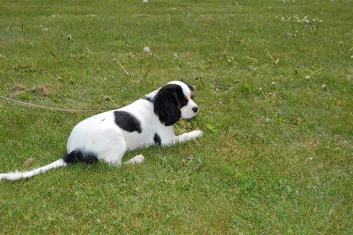 Cavalier king charles spaniel Naya billede 14