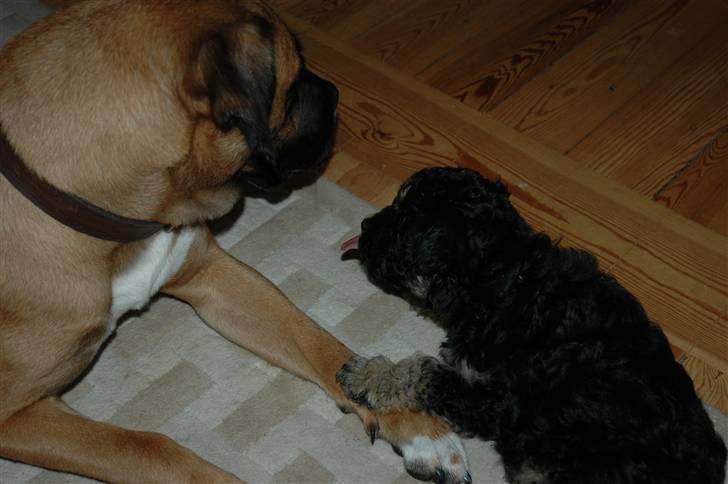 Blanding af racer Akila - Æv-bæv! Du er den... (Trille, min forældres 11uger´s hvalp)  billede 10