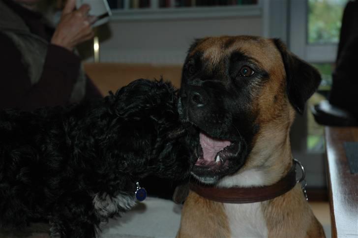 Blanding af racer Akila - Billig tandlæge. Akila dufter dejligt af pølser.... (Trille, min forældres hvalp) billede 11