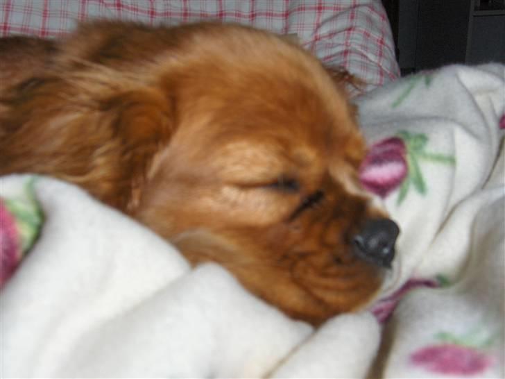 Cavalier king charles spaniel Souviniers Emily (Emmy) 06.01.2010 - 22.07.2011 billede 10