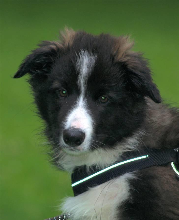 Border collie 'Joker' billede 3