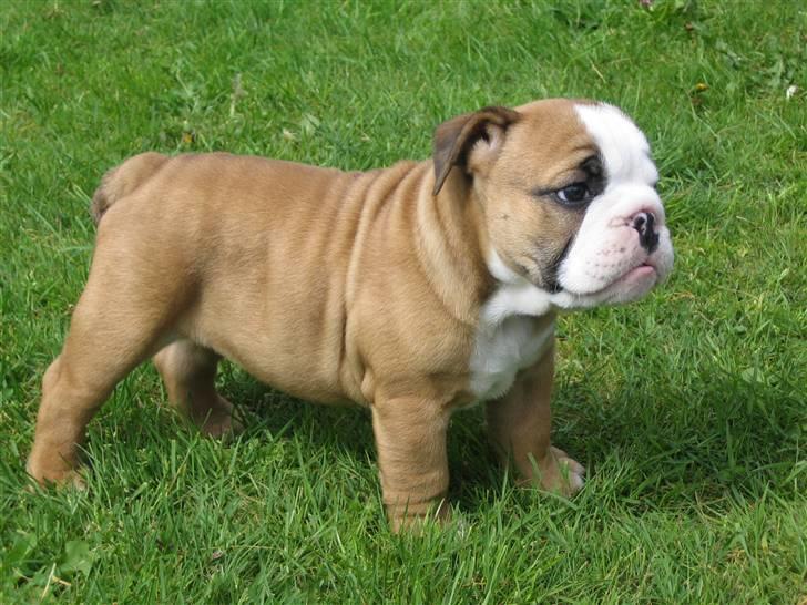 Engelsk bulldog Søren Brun - 9 uger og lige kommet hjem. billede 2