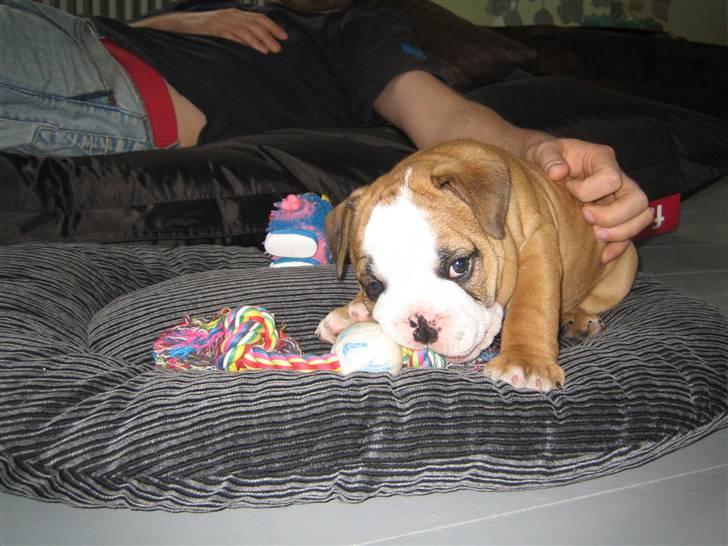 Engelsk bulldog Søren Brun billede 5