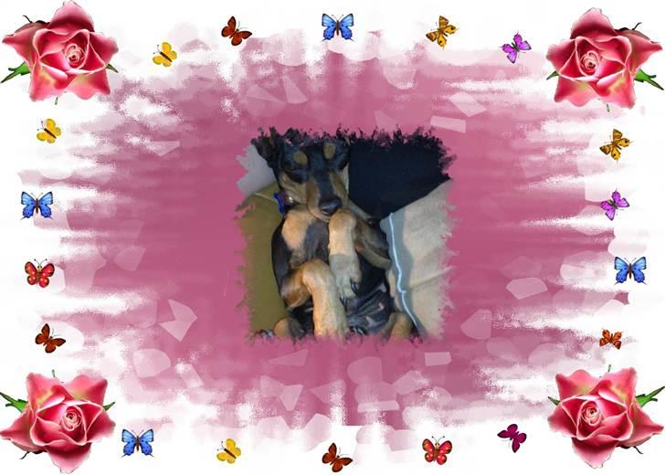 Dvaergpinscher Damgaards Licky Lady - <3 Welcome To My Profile <3 billede 1