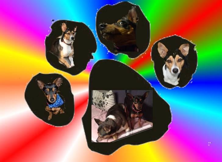 Dvaergpinscher Damgaards Licky Lady - Licky og Mamma billede 2