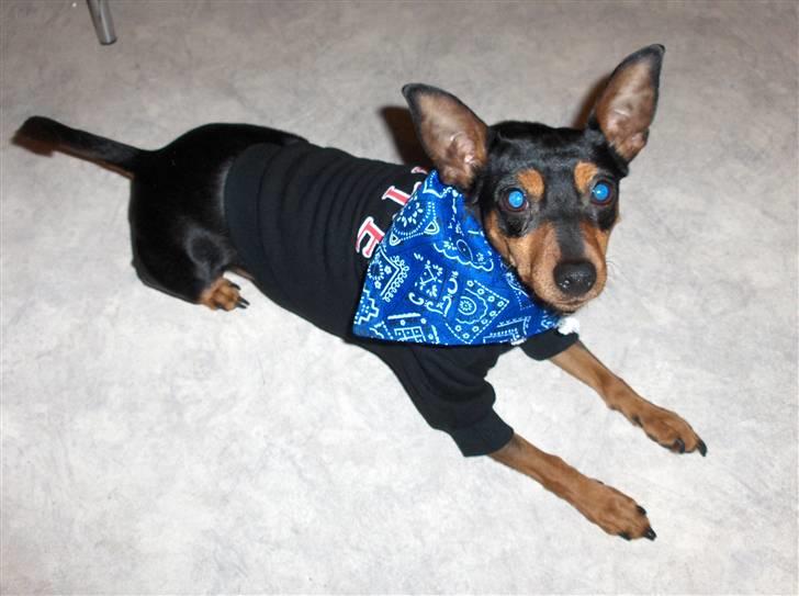 Dvaergpinscher Damgaards Licky Lady - Skal vi til fest nu billede 3