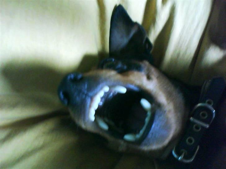 Dvaergpinscher Damgaards Licky Lady -  Skal vi lege mor :P billede 4