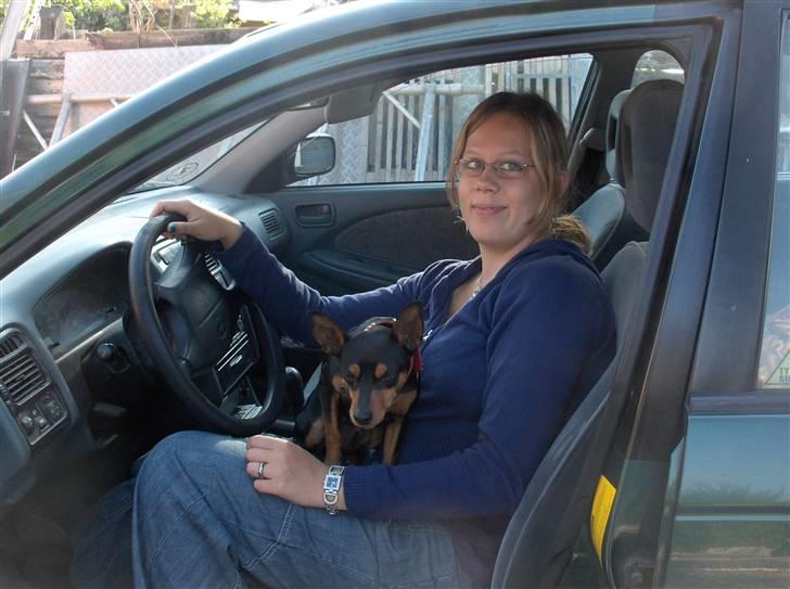 Dvaergpinscher Damgaards Licky Lady - Så kører vi du  billede 5