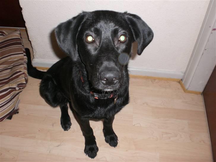 Blanding af racer Walther - Hej med dig vil du lege? billede 6