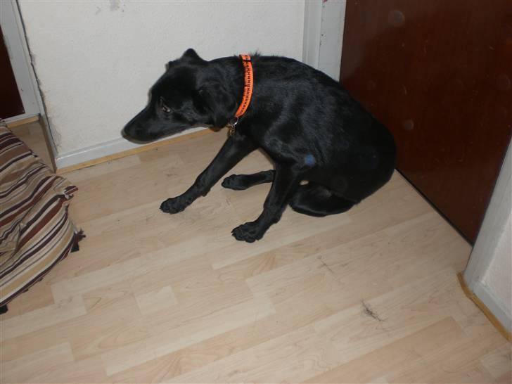 Blanding af racer Walther - Uhh det klør! billede 7