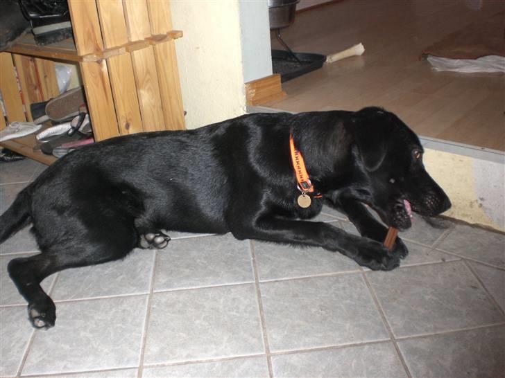 Blanding af racer Walther - Nøj mit ben smager godt billede 8