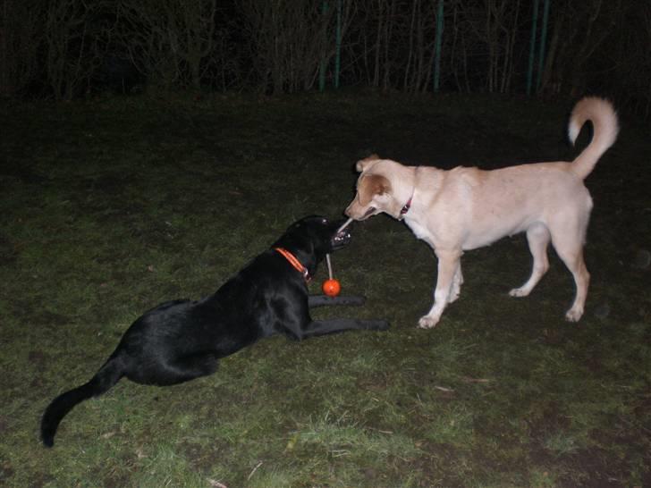 Blanding af racer Walther - Jeg leger med min kærste;D... billede 9