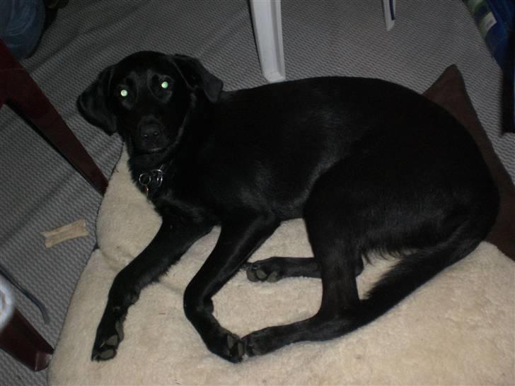 Blanding af racer Walther - Wow dig havde jeg ikke set billede 10