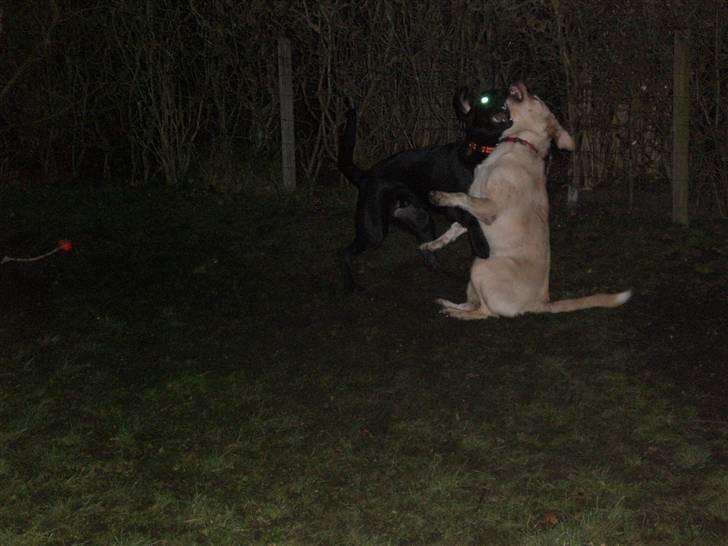 Blanding af racer Walther - Jeg skal nok vinde!!!! billede 13