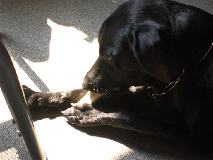 Blanding af racer Walther - Mit gode gode ben mums..... billede 14