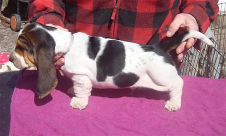 Basset hound Jentriols Godzilla billede 5