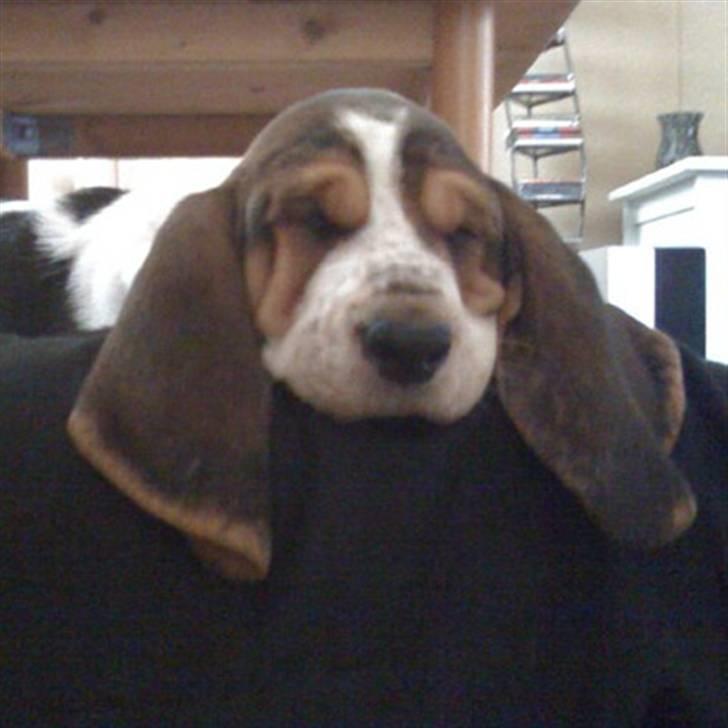 Basset hound Jentriols Godzilla billede 6