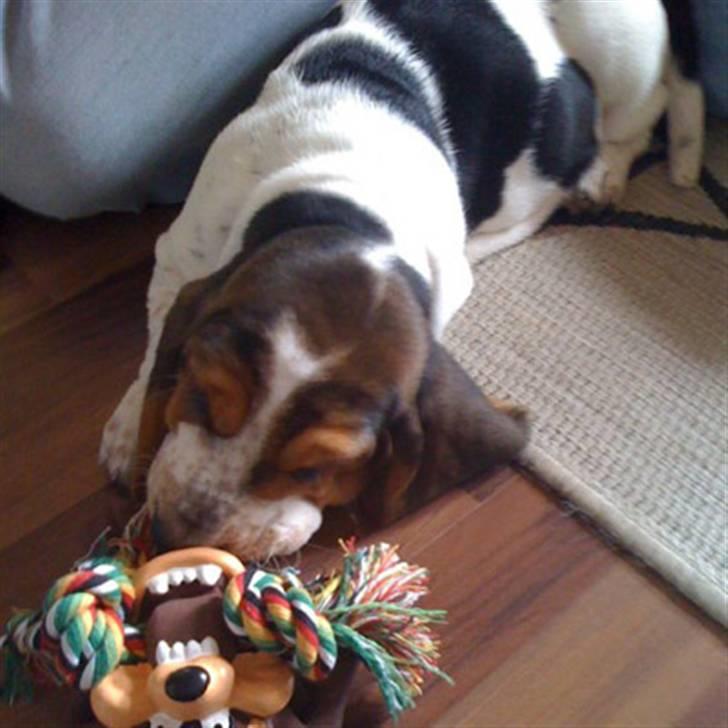 Basset hound Jentriols Godzilla billede 7