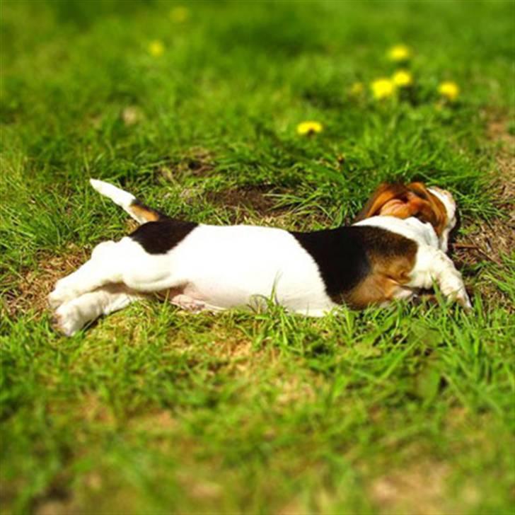 Basset hound Jentriols Godzilla billede 8