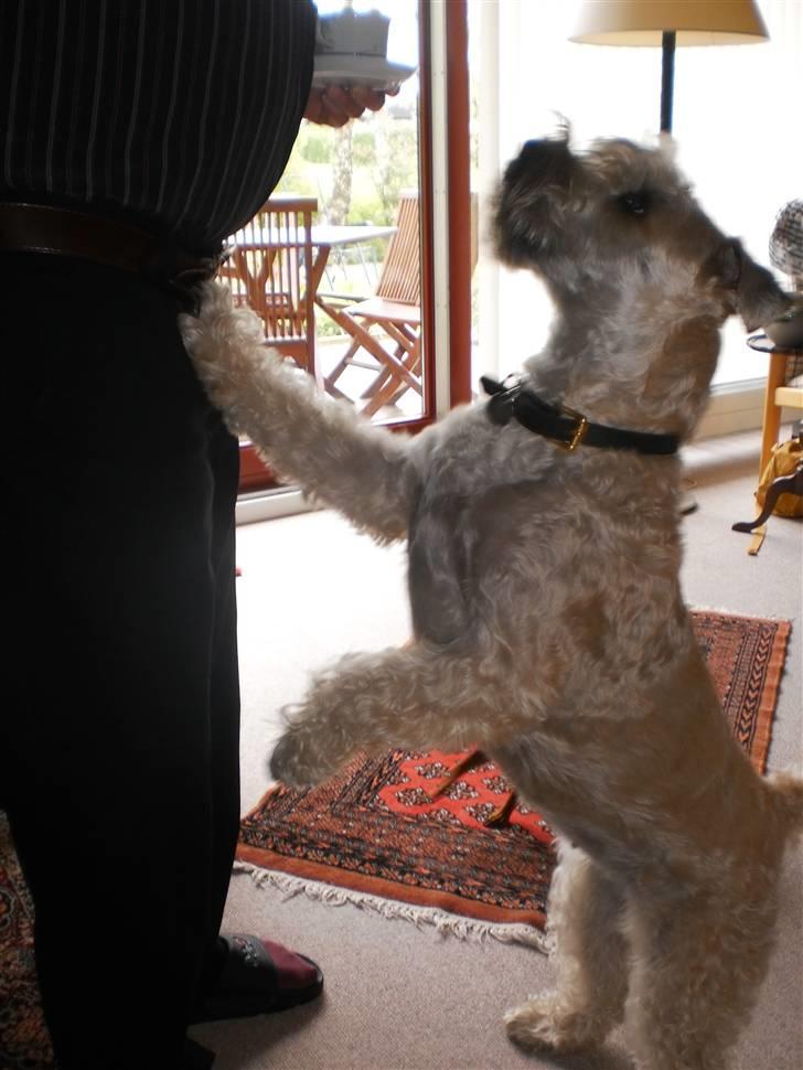 Irish softcoated wheaten terrier Bess [R.I.P.] - Hej bedstefar :D Se mig nu ! billede 14