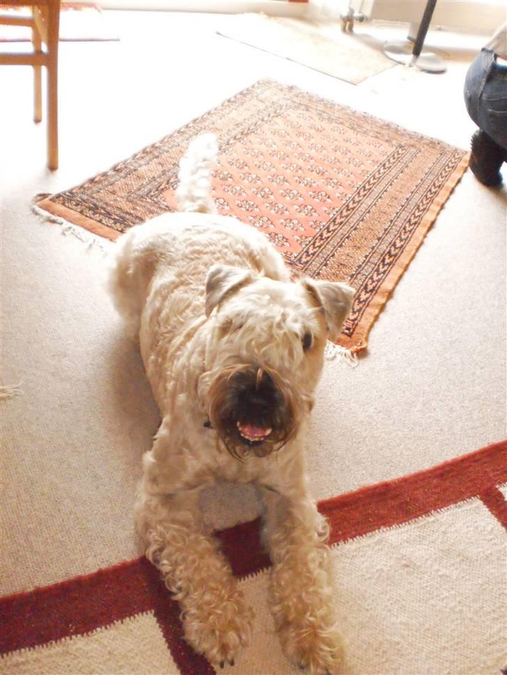 Irish softcoated wheaten terrier Bess [R.I.P.] - Så sød og uskyldig :D billede 15