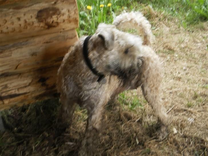 Irish softcoated wheaten terrier Bess [R.I.P.] - Dejlige Bess på tur ved shelterne! billede 16