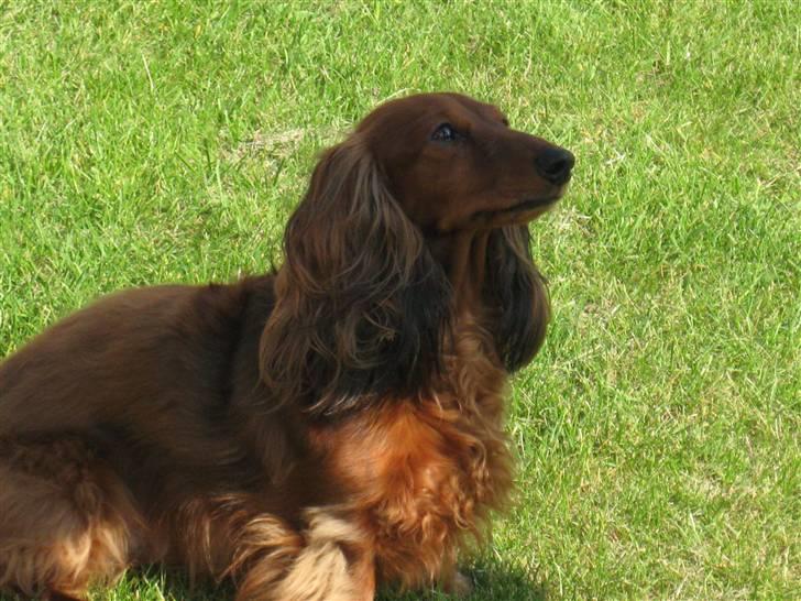 Dværggravhund vindhauses odessa billede 13