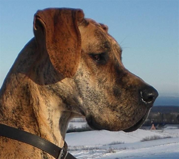 Grand danois Ziggy billede 1