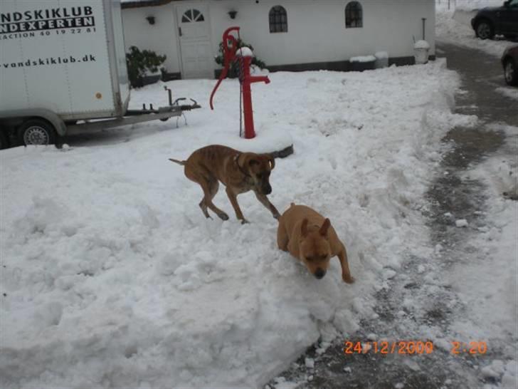 Grand danois Ziggy billede 2