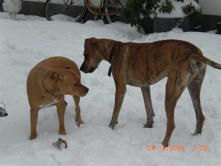 Grand danois Ziggy billede 3