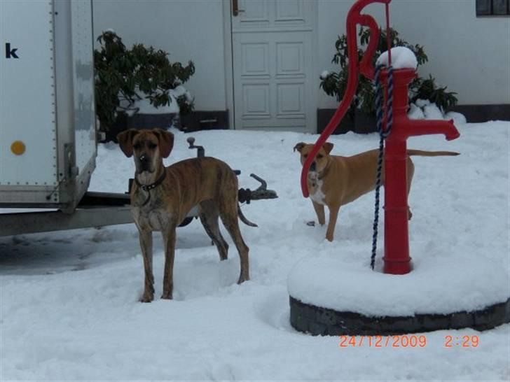 Grand danois Ziggy billede 4