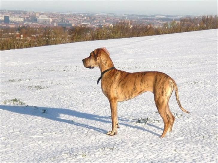 Grand danois Ziggy billede 5