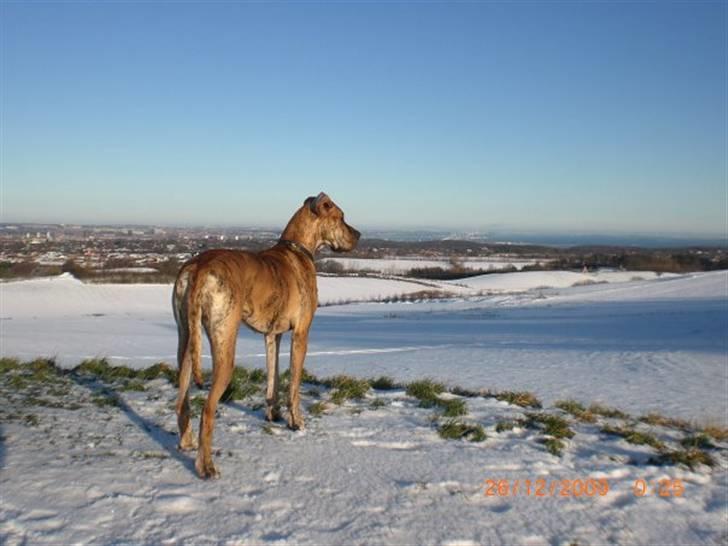 Grand danois Ziggy billede 6