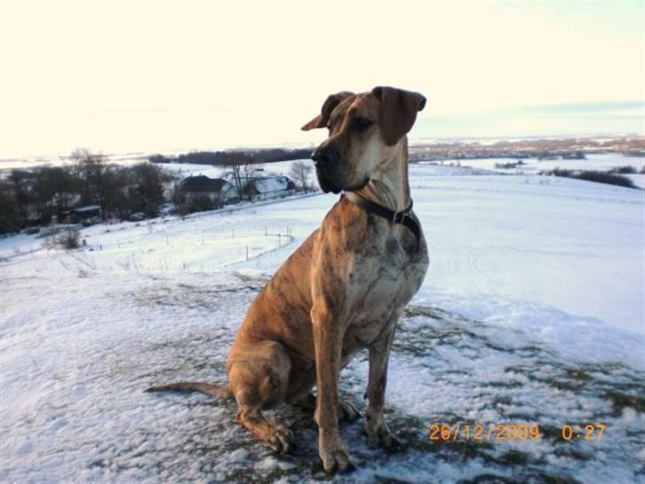 Grand danois Ziggy billede 7