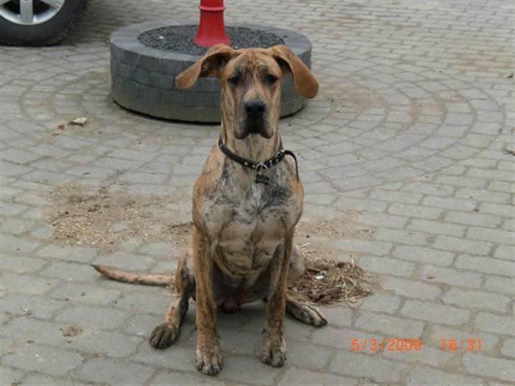 Grand danois Ziggy billede 8