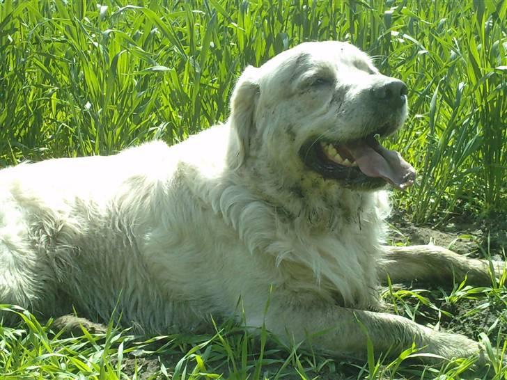 Golden retriever Eddie - 2010 billede 17