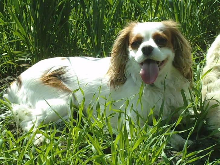 Cavalier king charles spaniel Fluffy - 2010 billede 19