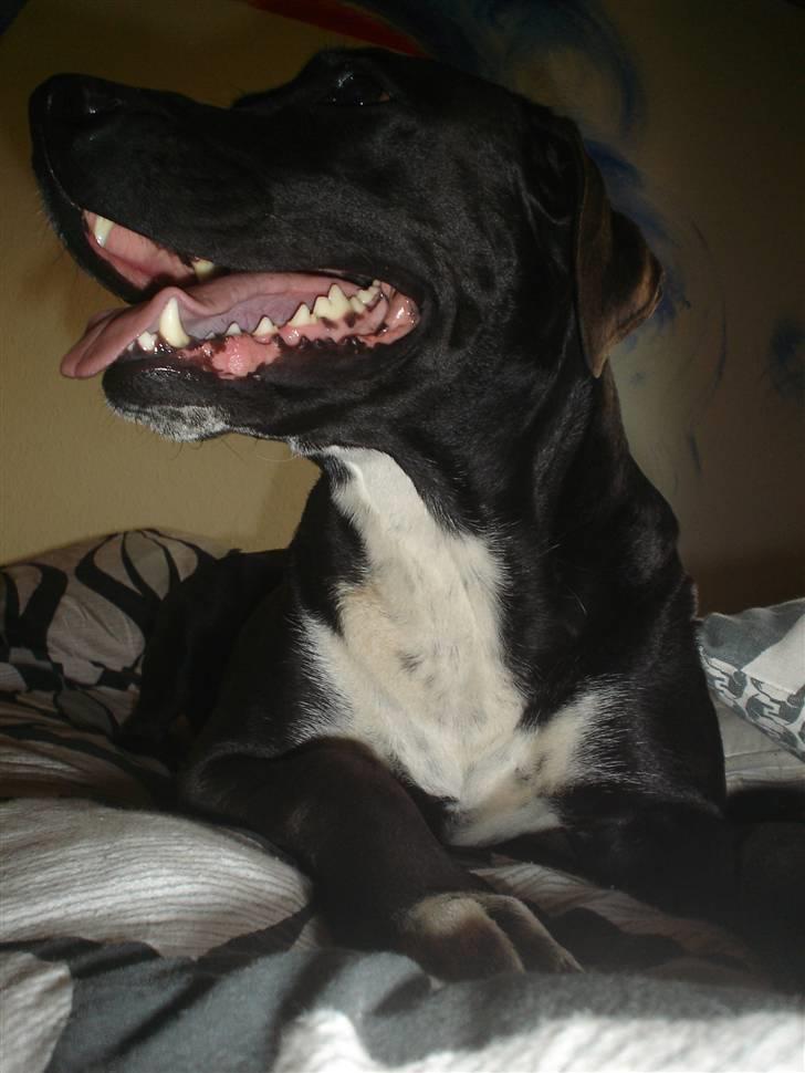 Blanding af racer Sensi billede 9