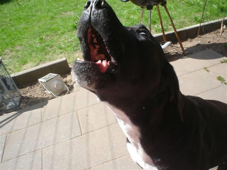 Blanding af racer Sensi - Ja jeg kan også sige noget  billede 10