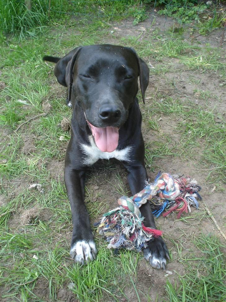 Blanding af racer Sensi billede 11