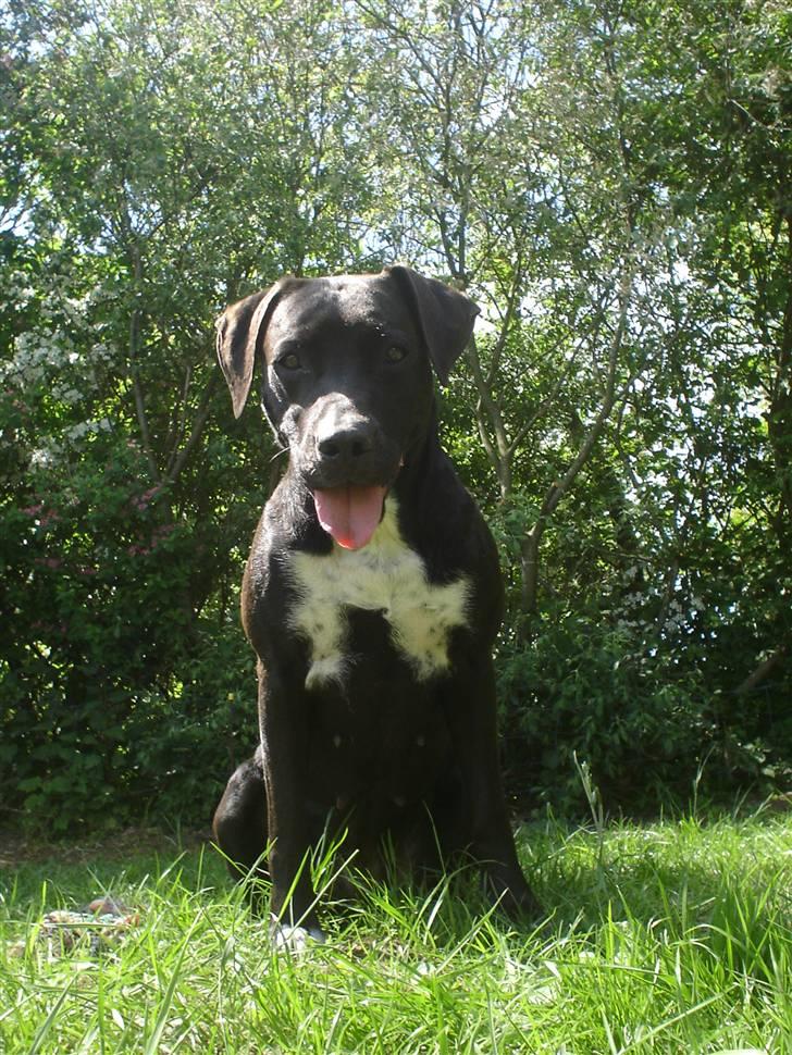 Blanding af racer Sensi billede 14