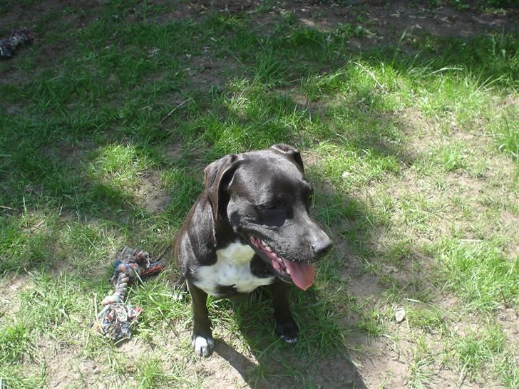 Blanding af racer Sensi billede 15